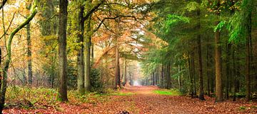 Bargerbos, Emmen, in de herfst van Corinne Welp