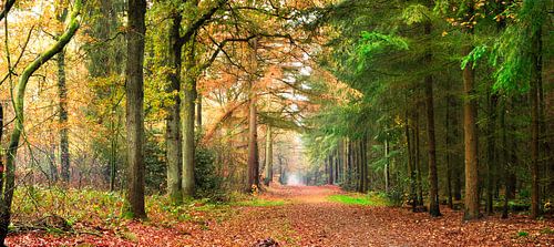 Bargerbos, Emmen, en automne