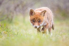 jonge vos van Pim Leijen