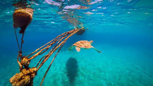 Schildpad onderwater boei curacao