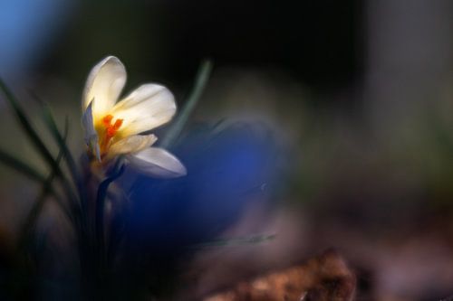 Vulnerable Crocus by Bé Poolman