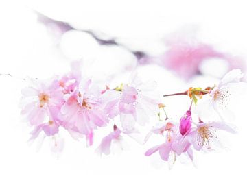 Cherry blossom #1
