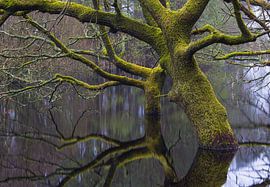 Dwingelderveld - Drenthe (Netherlands) by Marcel Kerdijk
