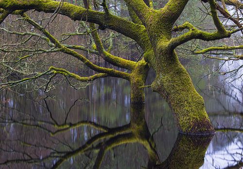 Dwingelderveld - Drenthe (Nederland)