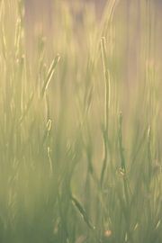 Gras by Robert Wiggers