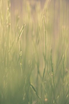 Gras van Robert Wiggers