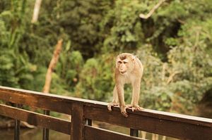 Aap in Thailand van Saartje Lommelen