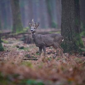 Reebok im Wald von Tom Zwerver