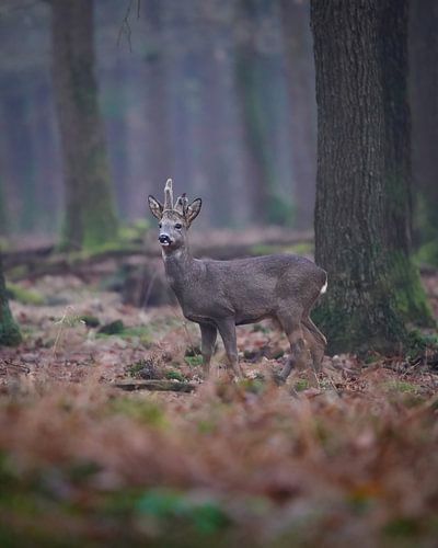 Reebok dans la forêt sur Tom Zwerver