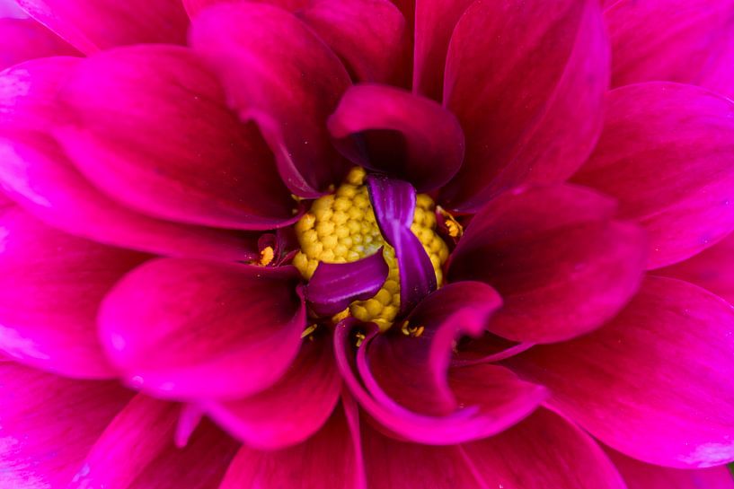 Wrapped up, it looks like a present! by Monique van Helden