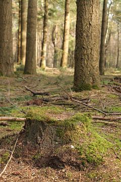 Mossy forest by Marit Visser