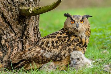 Chouette chevêche (Bubo bubo)