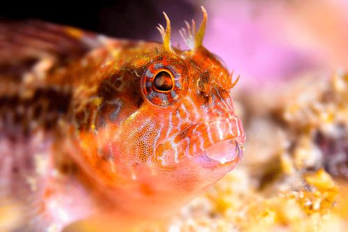 ART SUBAQUATIQUE - ZVNOMIRI