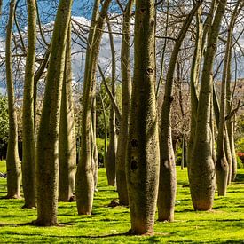 Florett silk tree Turiapark by Dieter Walther