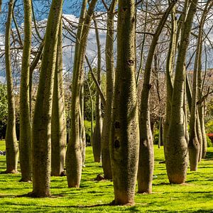 Florettseidenbaum Turiapark