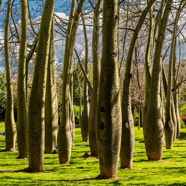 Sapin de fleuret Turiapark par Dieter Walther