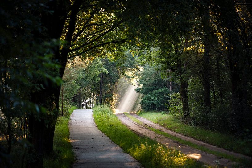 Which path would you choose? by MdeJong Fotografie
