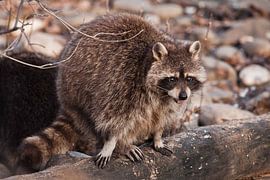 Cute fluffy little animal raccoon,