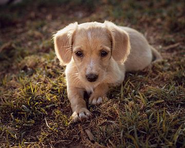 Puppy by EMVDS photography