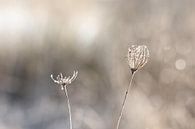 Still standing van Sabine Tilburgs thumbnail