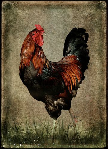 Black-breasted red rooster