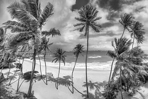 Strand mit Palmen auf Barbados in der Karibik. Schwarzweiss Bild