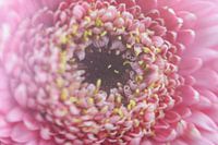 Fleur