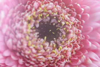 Blume