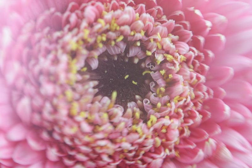 Flower by Ilona Versloot