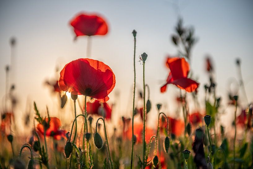 Poppies in Mechelen by Jim De Sitter