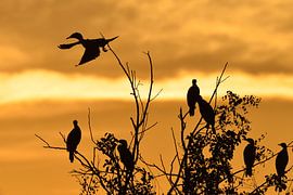 Cormorants in backlight by Karin Jähne