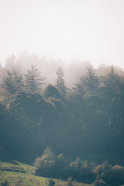 Mystic Forest, South Limburg by Melanie van den Berg Photography