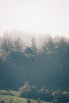 Mystic Forest, Limbourg-Sud