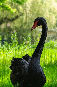 Zwarte zwaan van Larsphotografie