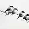 Vier Vogeltjes van Bianca ter Riet