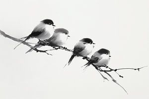 Vier kleine Vögel