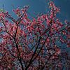 Cherry tree blossoms in pink against a blue sky by images4nature by Eckart Mayer Photography
