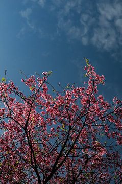 Cherry tree blossoms in pink against a blue sky