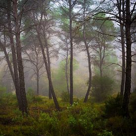 Der Wald in Andalusien von Natacha Persyn