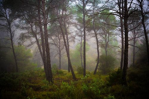 Der Wald in Andalusien