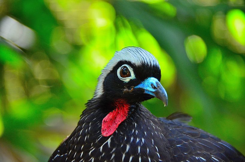 Schwarze Maske gouan in Brasilien von Karel Frielink