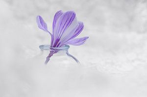 Power Flower