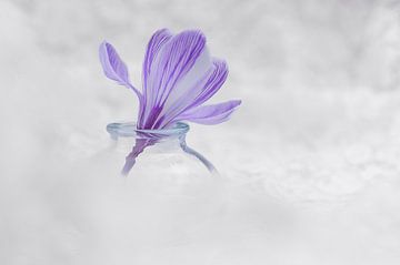 Power Flower