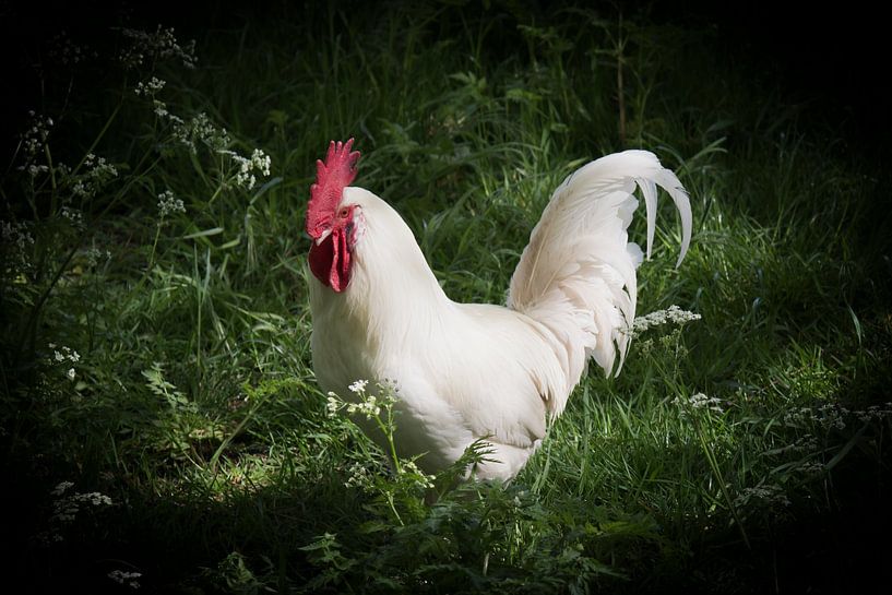 Comportement du coq par Judith de Ryck