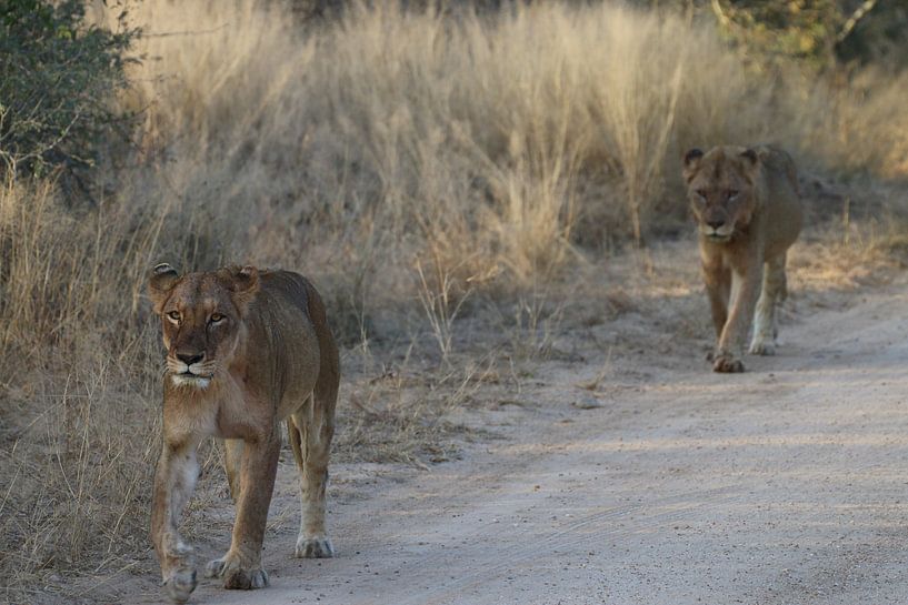 Leeuwen aan de wandel in Paul Krugerpark Zuid Afrika van Ralph van Leuveren
