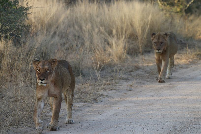 Löwen, die in Paul Kruger Park South Africa gehen von Ralph van Leuveren