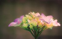 Hydrangea in close-up: Strong