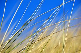 Zeeuwse Duinen by Love Zeeland