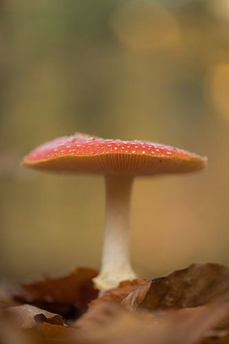 Herfsttafereel: vliegenzwam