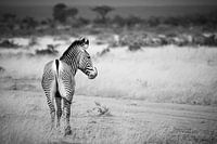 Grevy's Zebra